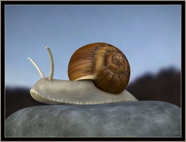 Garden Snail